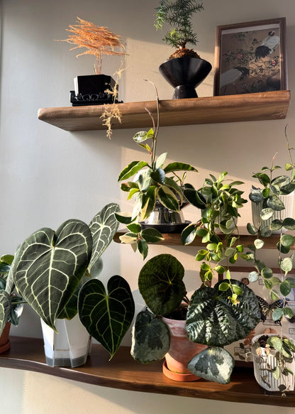 Live Edge Floating Wood Shelf – Rustic Natural Solid Wood Wall Shelf