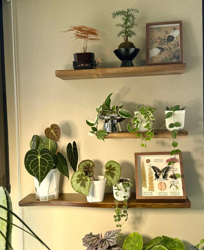 Live Edge Floating Wood Shelf – Rustic Natural Solid Wood Wall Shelf