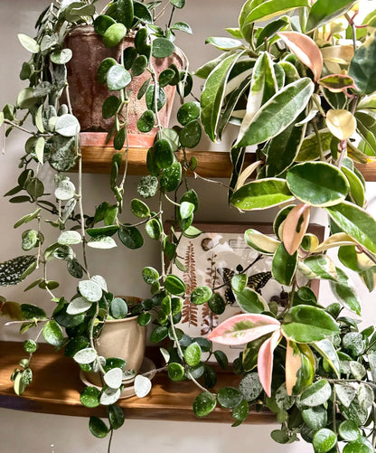 Live Edge Floating Wood Shelf – Rustic Natural Solid Wood Wall Shelf