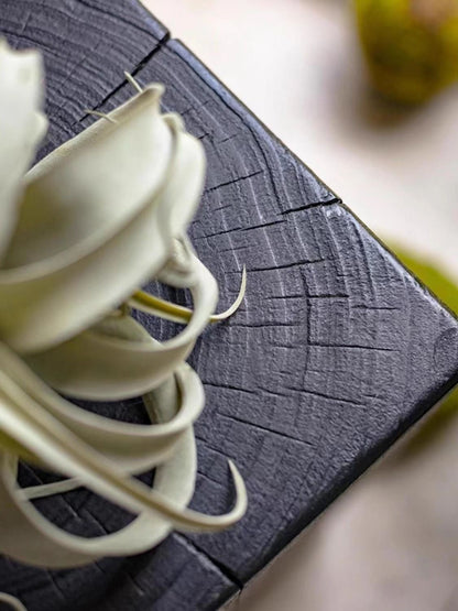 Charcoaled Pedestal Stand - Solid Wood - Display Base for Home Decor, Sculptures, or Plants