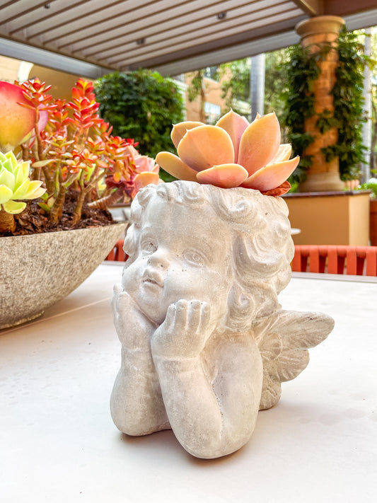 Kalalou Cupid Angel Cement Plant Pot - Customized Succulent Arrange Available
