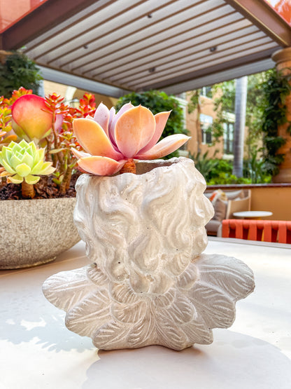 Kalalou Cupid Angel Cement Plant Pot - Customized Succulent Arrange Available